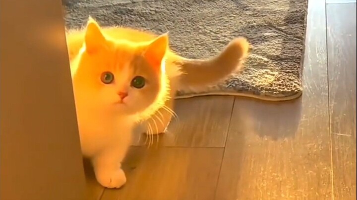 “Such a cute kitten—of course I have to tag the cute person to see it!”