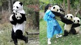 Try Not To Laugh - Funny Panda Video 2021 | Pets Town