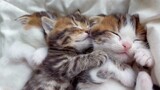 Cute Drowsy Kittens