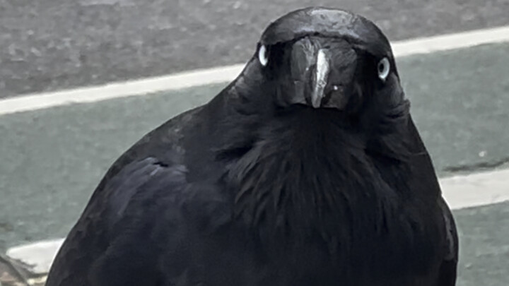 【HDR】A giant Australian raven is really worried about you, and it’s watching you while it eats.