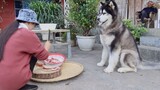 [Hewan]Tak Ada yang Bisa Menghindar dari Aroma, Termasuk Anjing