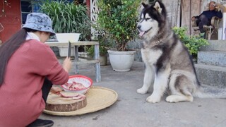 所有人都逃不过真香定律 包括狗