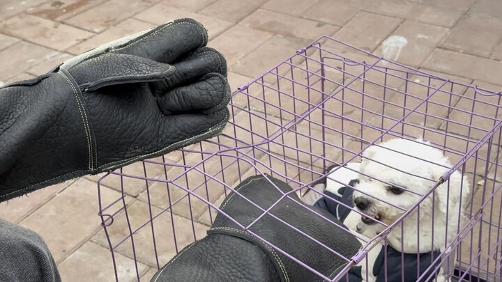 [Pan Hong’s Fun with Dogs] The latest video is here—check it out now!