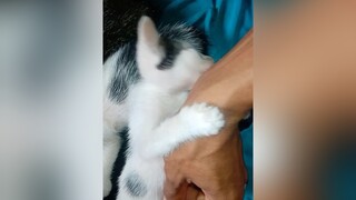 meocon meocute meodethuong meovuinhon  cat dongvatdangyeu dongvathaihuoc