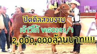 #เจ้าวีโก้VigoYz  243/1 กับวัวดีกรีแกรนด์แชมป์ สนามประกวดปากน้ำโพธิ์ จ.นครสรรค์