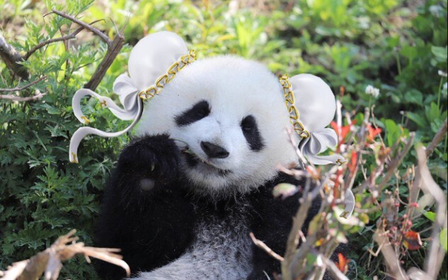 [Hewan]Panda Kembar Bernama Baobao dan Doudou