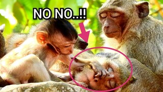 NO NO.!! Baby Jilla​ ​Very Brave To Pull Nose Of Naughty DeeDee,Jilla Very Active While All Monkey..