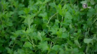 การโต้กลับของซินแส  EP.5