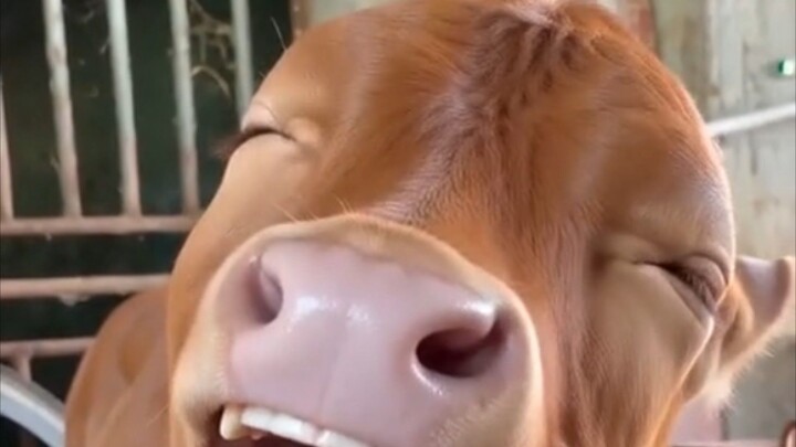 Funny videos 😂