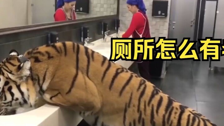 Lolita Jepang bingung setelah menonton "Apa yang harus dilakukan jika Anda bertemu harimau besar di 