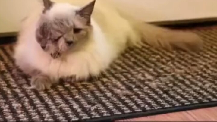 Evil Cat TV - นูโอสองหน้า