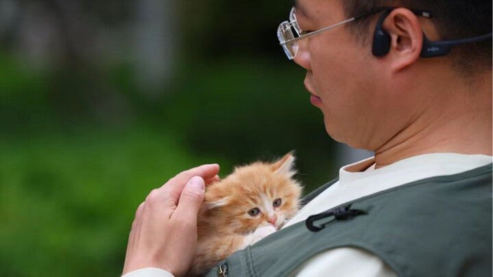 Lion Cat Family?? Pfft!!