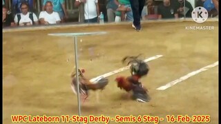 GB Sweater X Fantastic Dom - 1st Fight - Winner - 2025 WPC 12-Stag Derby Lateborn Edition - Semis
