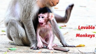 Pitiful Mother Monkey Bringing Her Newborn Baby Sario to Sit for Foods with Sad Face