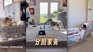 你是否也想要一只能分担家务的狗狗⁉️