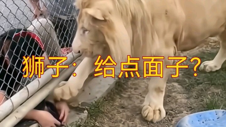 Singa: Jangan rekam, berbahaya, ada singa di dalam!