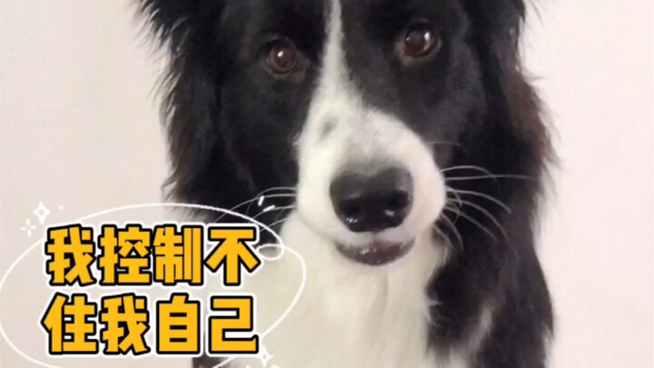 The dog plays a game with its owner, then storms off in frustration and slams the door.