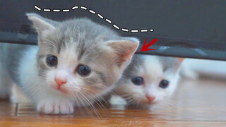ลูกแมวน้อยหายไปยกครอกภายในคืนเดียว ไม่นึกเลยว่าแม่แมวจะเป็นคนทำ!