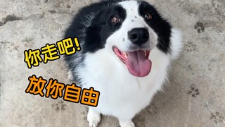 边牧牧鸡已经癫狂，把它赶出家门，看看它啥反应？