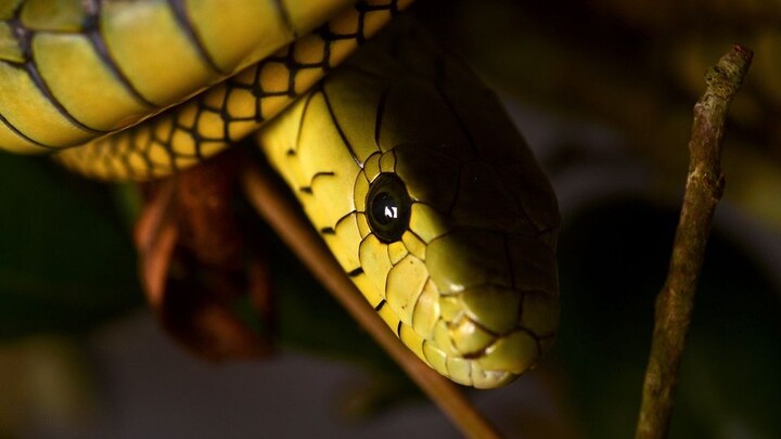 The collection of venomous snakes around the world