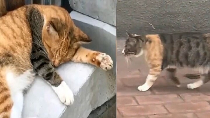 Kucing macan tutul berotot dengan tato lengan gagah, langsung terdiam begitu melihat kucing oranye l