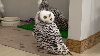 跟着雪鸮一起活动颈关节