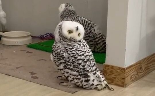 Exercise your neck joints with the snowy owl