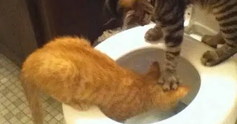 Video Kucing Elek Video Kucing Elek