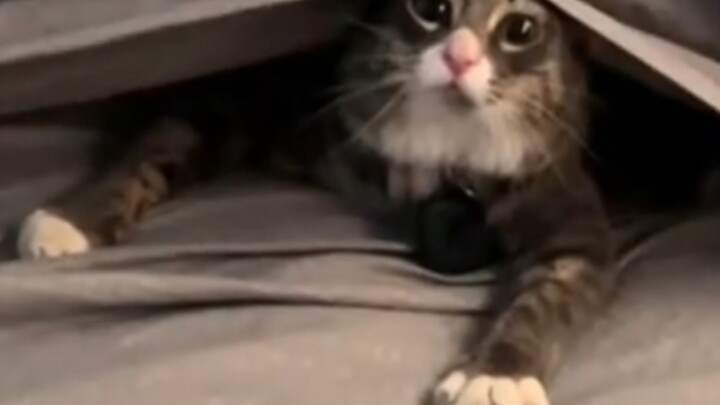 Who wants to scare this kitty?