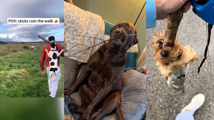 Dog: This stick thing is really addictive!