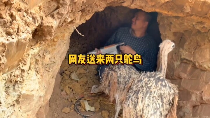 Cư dân mạng gửi tặng hai chú chim sẻ kỳ diệu