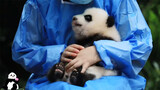 Panda Fu Duoduo: Mengukur Suhu Tubuh