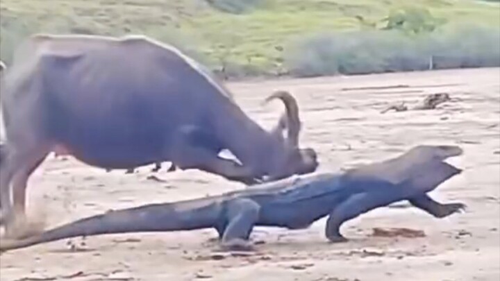 Rồng Komodo liên tục tấn công bê con nhưng đều bị trâu mẹ xua đuổi.