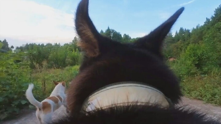 Berlari, biarkan telinga terbang!