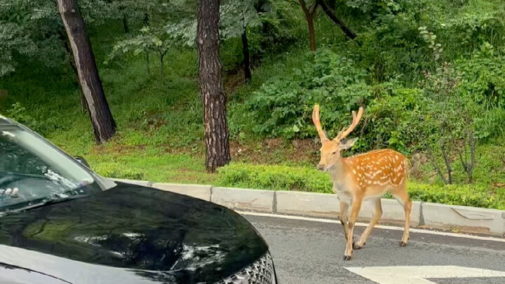 Dalian's seaside deer that know how to cross the road