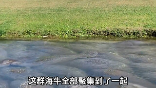 Mengapa dugong bergerak secara berkelompok?