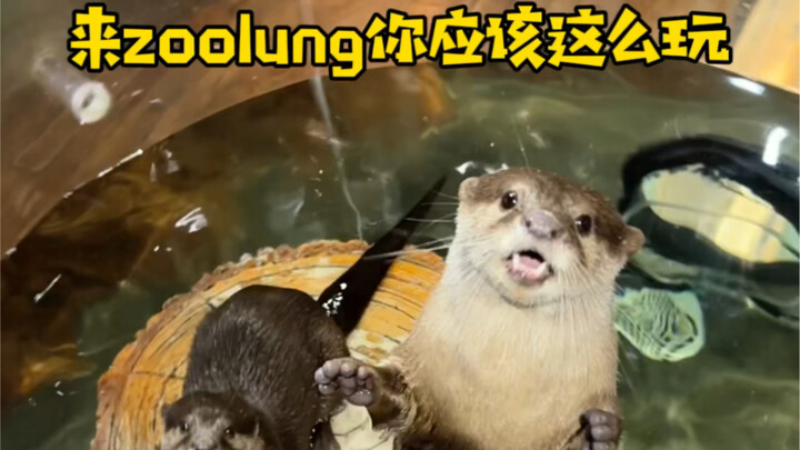 มาฉางซาทั้งที ไม่แวะสวนสัตว์ Zoolung ได้ไง!