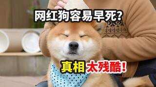 Mengapa anjing-anjing yang terkenal di internet rentan mati muda? Kenyataannya memang kejam!