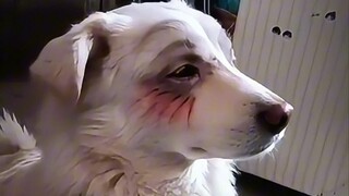 汪汪汪汪汪汪汪汪汪～