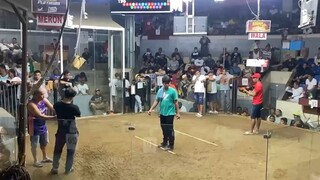 2 stag derby 1st fight mayahin