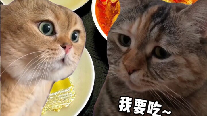 Kucing yang tersinggung