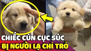 Chiếc cún nhi đồng 'CỤC SÚC' quạo ra mặt khi bị người khác 'CHỈ TRỎ' vào mặt 😅 | Gâu Đần