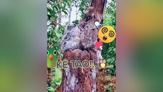 🦉Chim said: "Tạo thích! kệ tao..."Trời! ngộ ghê....🤣🤣🤣🤣SmilePTH haha funny tiktok hài cười foryou xuhuong