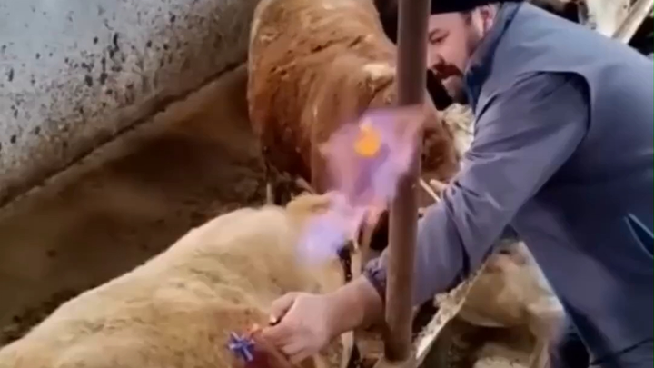 لماذا يُثقب جسم البقرة ويُدخل اليد لتفتيشها من الداخل؟