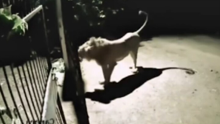 بعد الحادث، شاهد الجدُّ كاميرات المراقبة فسقط مغشيًا عليه مباشرة!