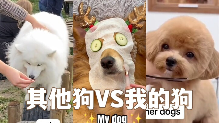 كلاب الآخرين مقابل كلبي