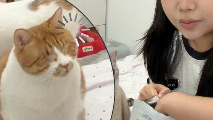 Menantang untuk memberi makan kucing lain dengan makanan beku-kering tanpa sepengetahuan si kucing b