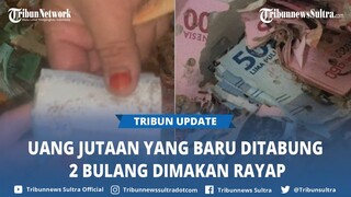 Apes! Uang Jutaan Baru Ditabung 2 Bulan Habis Dimakan Rayap: Mereka Tahu Mana Uang yang Berharga