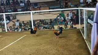 Famy col hack fight win win