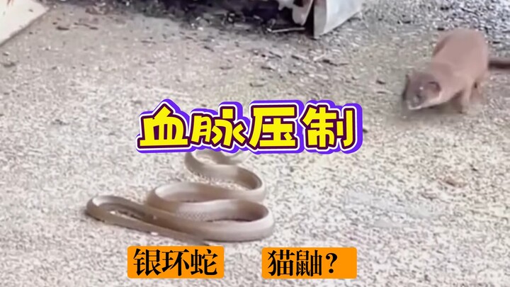 Áp chế huyết thống, dường như không có cách giải.